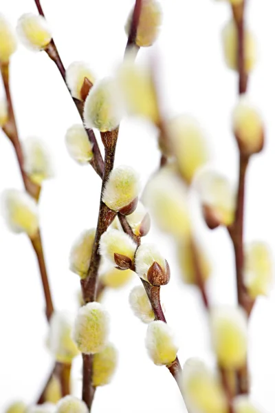 Jarní pussy willows — Stock fotografie