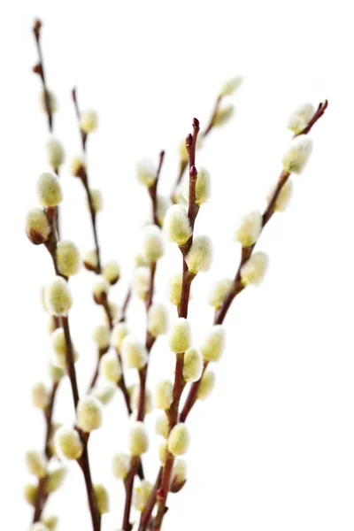 Spring pussy willows — Stock Photo, Image