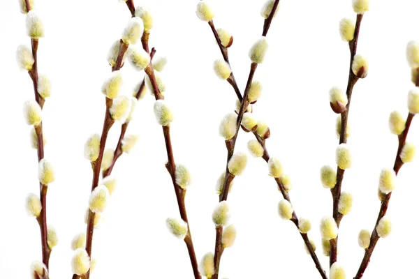 Bahar kedi willows — Stok fotoğraf