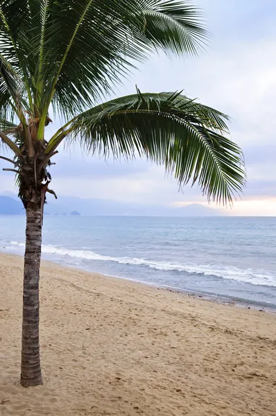 Пальмова дерево на пляжі в Пуерто-Вальярта, Мексика — стокове фото