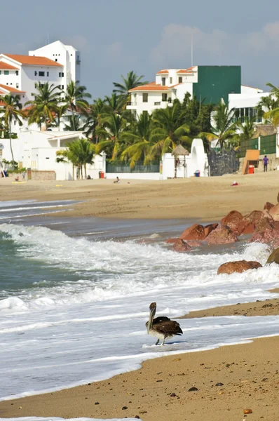Pelikán na pláži v Mexiku — Stock fotografie