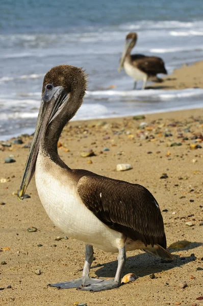 Pelikany na plaży w Meksyku — Zdjęcie stockowe