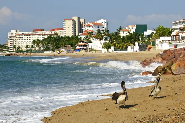 Pelikáni na pláži v Mexiku — Stock fotografie