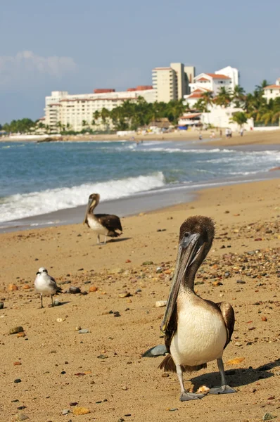 Pelicans on beach in Mexico — Stock Photo, Image