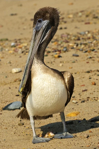 Pelikanen på stranden i Mexiko — Stockfoto