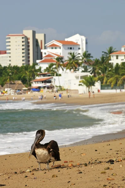 Пеликан на пляже в Мексике — стоковое фото