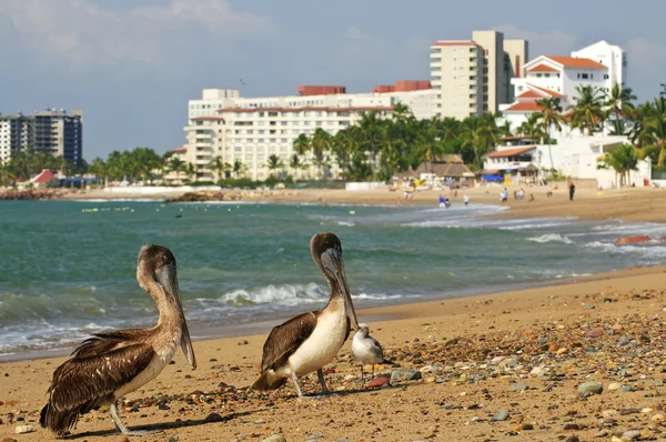 Pelicanos na praia no México — Fotografia de Stock