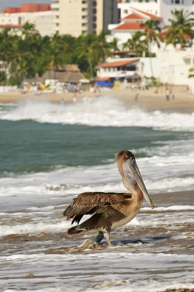 Πελεκάνος σε παραλία στο Μεξικό — Φωτογραφία Αρχείου