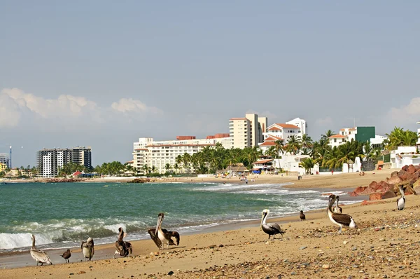 Pelikánok a beach, Mexikó — Stock Fotó