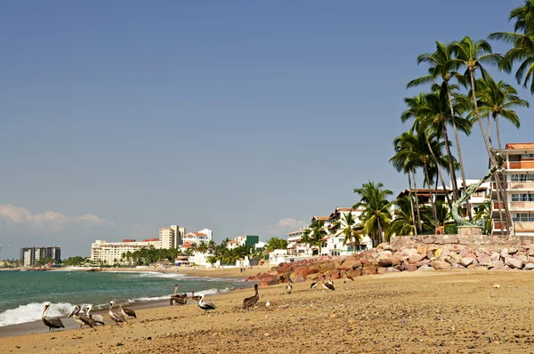 Пелікани на пляжі в Мексиці — стокове фото