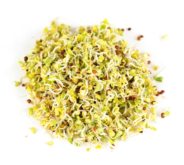 Alfalfa sprouts — Stock Photo, Image