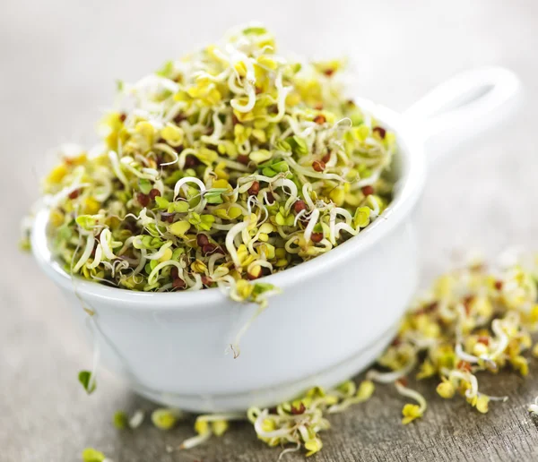 Alfalfa sprouts in a cup — Stock Photo, Image