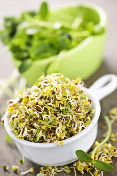 Sprouts in cups — Stock Photo, Image