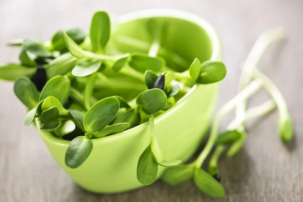 Gröna solrosfrön groddar i en kopp — Stockfoto