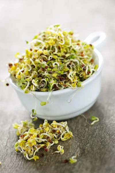 Alfalfa sprouts in a cup — Stock Photo, Image