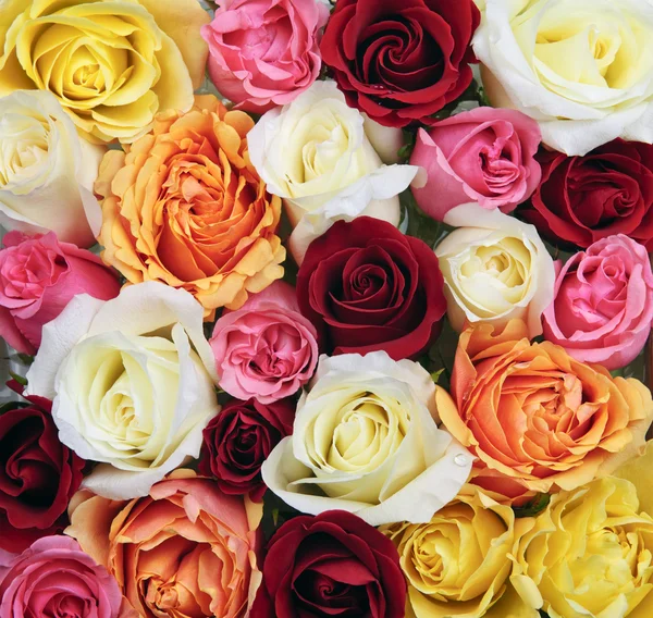 Bakgrund av ros blommar — Stockfoto