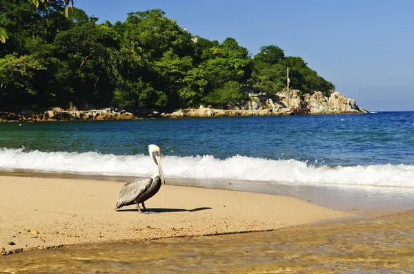 Pelican sulla spiaggia in Messico — Foto Stock