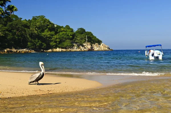 Pelikan na plaży w Meksyku — Zdjęcie stockowe