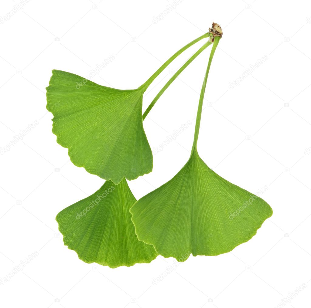 Ginkgo Biloba leaves