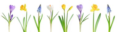 Spring flowers in a row clipart