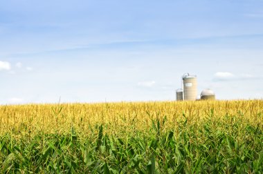 Corn field with silos clipart