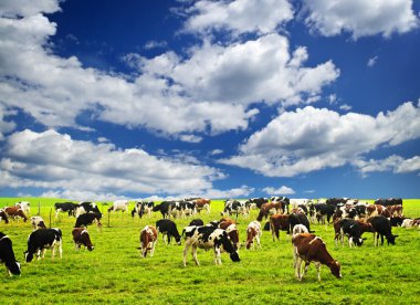 Cows in pasture clipart