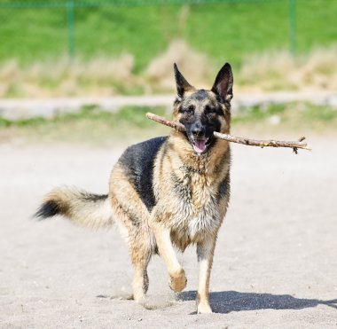 Alman çoban köpek sahilde