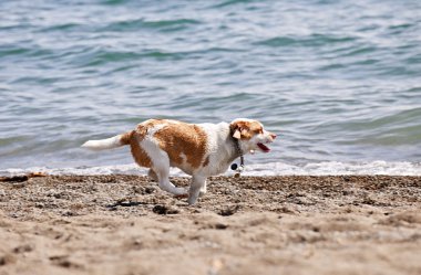 plajda çalışan köpek