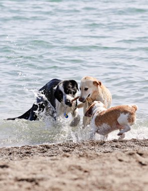 Three dogs playing on beach clipart