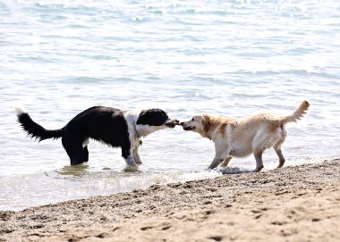 Two dogs playing on beach clipart