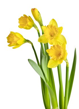 Spring yellow daffodils clipart