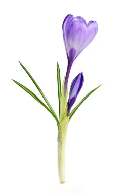 Spring crocus flower clipart