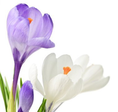 Spring crocus flowers clipart