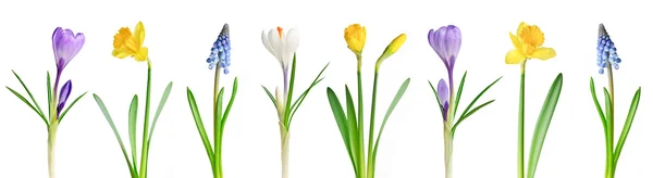 Spring flowers in a row — Stock Photo, Image