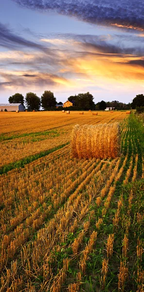Çiftlik alanı üzerinde Golden sunset — Stok fotoğraf