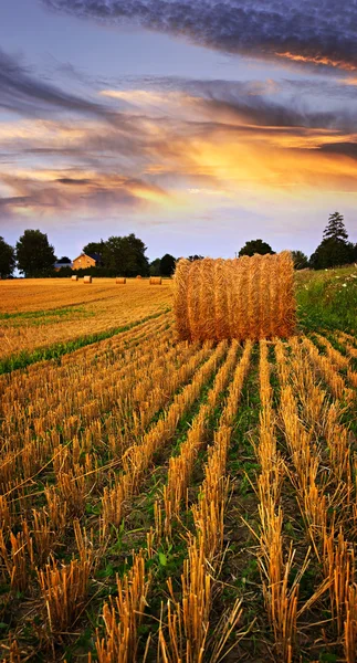Atardecer dorado sobre campo de granja — Foto de Stock