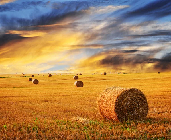 Atardecer dorado sobre campo de granja — Foto de Stock