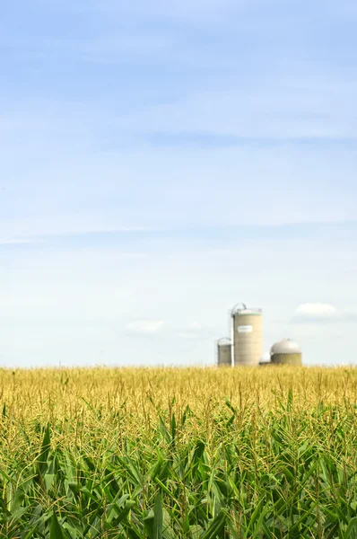 Campo de milho com silos — Fotografia de Stock