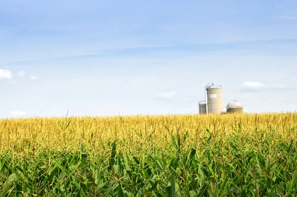 Pole kukurydzy z silosów — Zdjęcie stockowe
