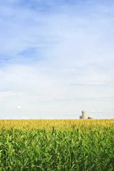 Maïsveld met silo 's — Stockfoto