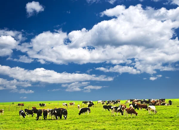 Krowy na pastwisku — Zdjęcie stockowe