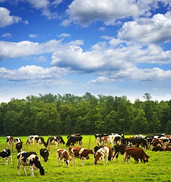 Cows in pasture — Stock Photo, Image