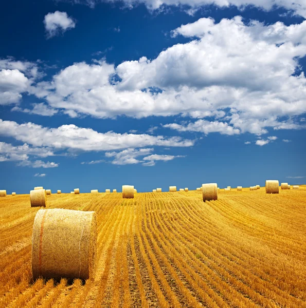 Farm field with hay bales — Stock Photo, Image
