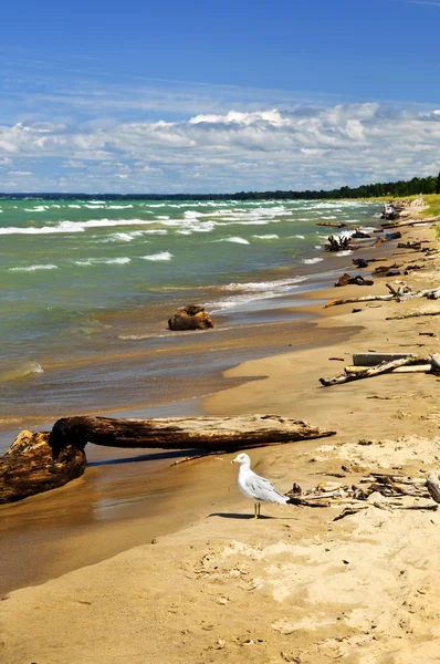 Playa con madera de deriva —  Fotos de Stock