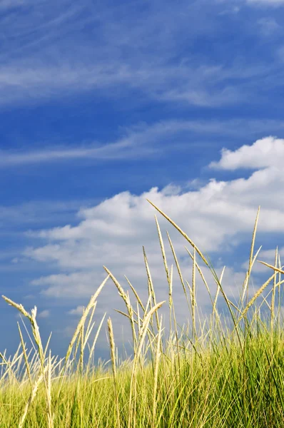 Na wydmy porośnięte wysoką trawą — Zdjęcie stockowe