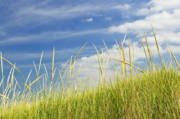 Na wydmy porośnięte wysoką trawą — Zdjęcie stockowe