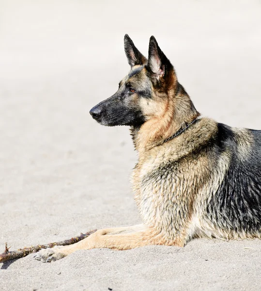 Pastor alemão cão na praia — Fotografia de Stock