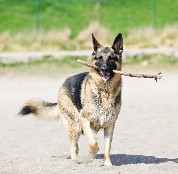 Német juhász kutya a strandon — Stock Fotó