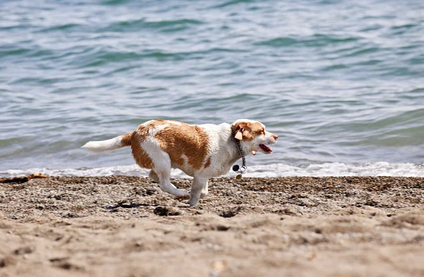 Собака біжить на пляжі — стокове фото
