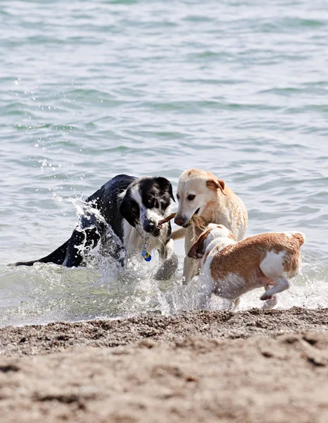 Tři psi hrají na pláži — Stock fotografie